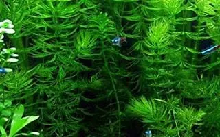 Hornwort (Ceratophyllum demersum) — Live Aquarium Plant 3-Pack