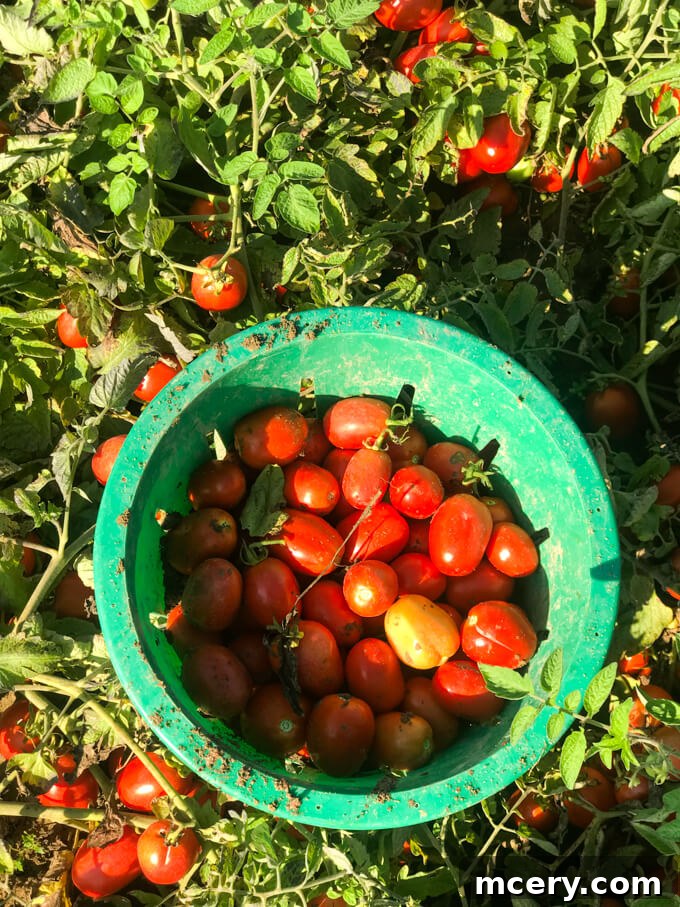 4 Crucial Revelations About Canned Foods 2 Fresh, ripe tomatoes on a vine, illustrating the start of the farm-to-can journey