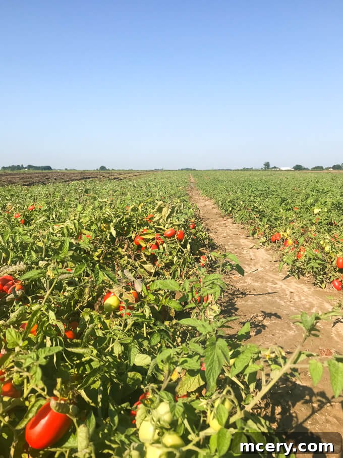 4 Crucial Revelations About Canned Foods 3 A farmer diligently inspecting rows of lush tomato plants under the bright sky