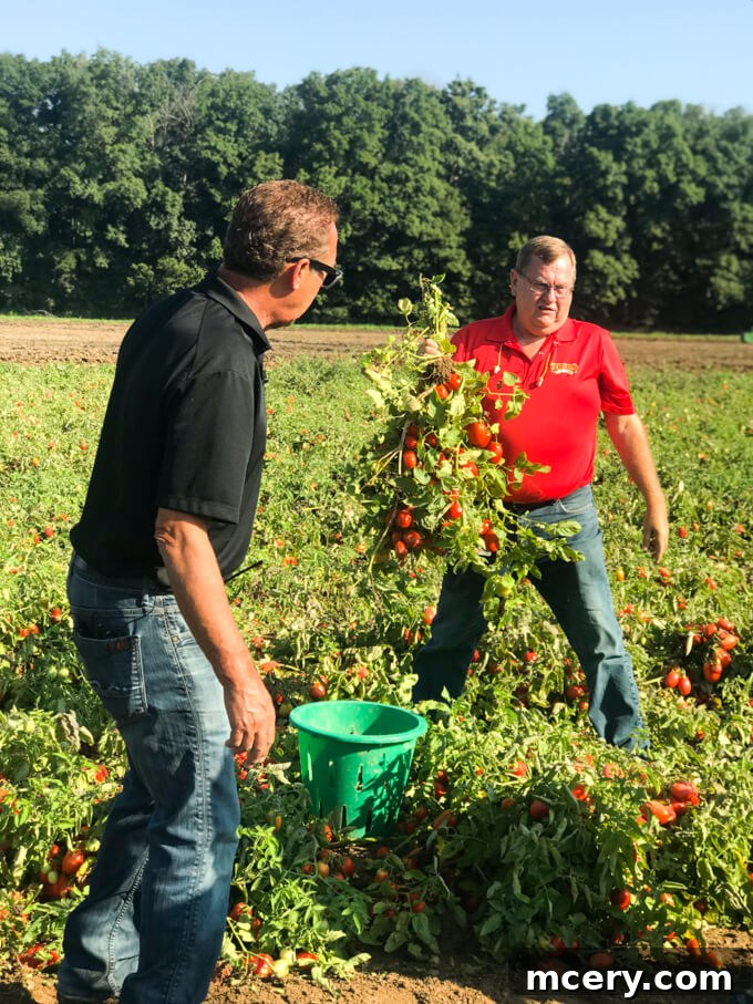 4 Crucial Revelations About Canned Foods 4 Freshly harvested tomatoes being loaded onto a large truck, ready for transport to the canning facility