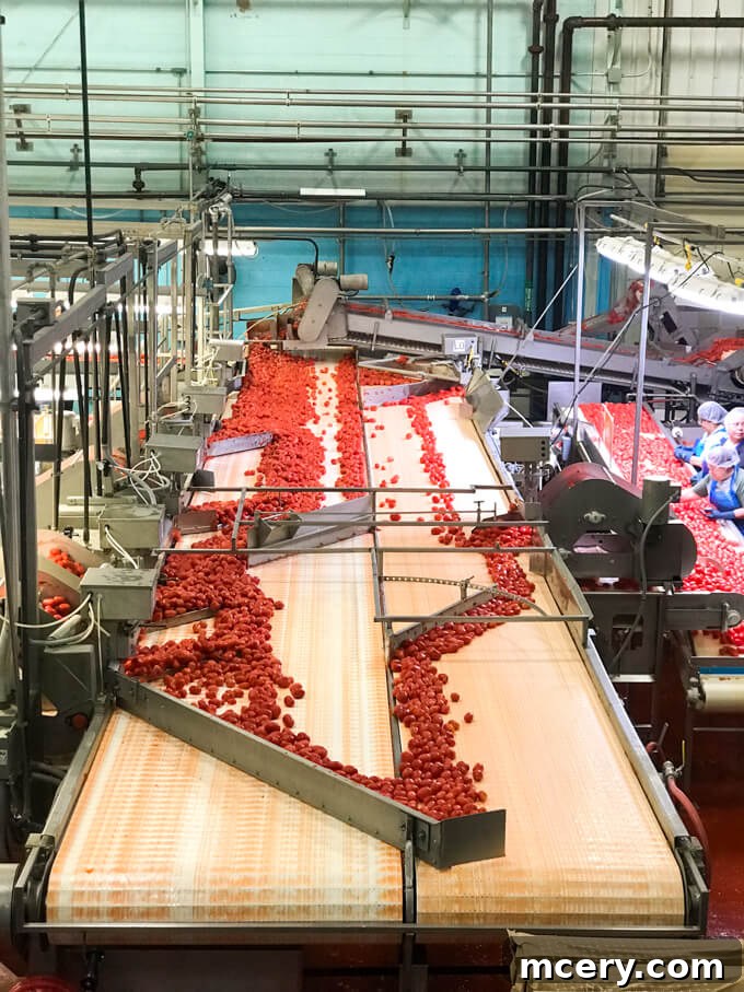 4 Crucial Revelations About Canned Foods 6 A vibrant assortment of fresh and canned tomatoes displayed side-by-side, emphasizing their comparable nutritional value