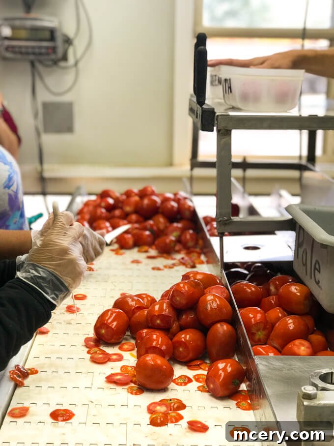 4 Crucial Revelations About Canned Foods 8 A hand holding a perfectly ripe, red tomato next to a can of tomatoes, illustrating freshness preserved