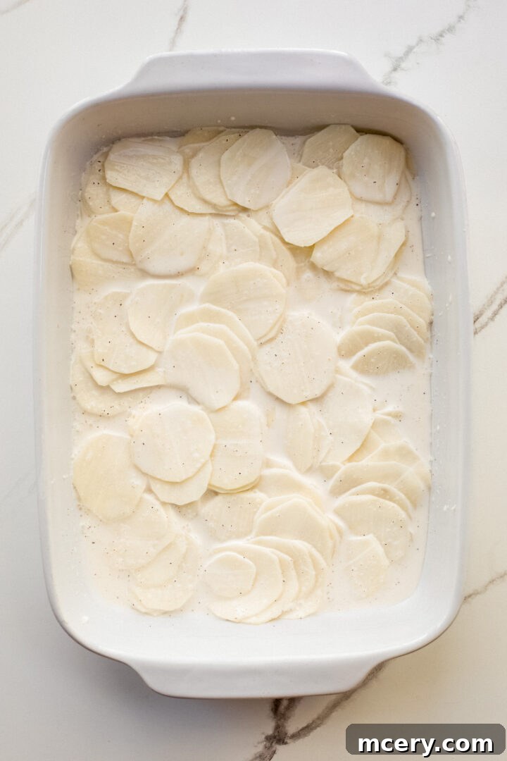 Decadent Cheesy Potato Gratin 6 The first layer of thinly sliced potatoes spread evenly in a buttered white casserole dish, ready for cheese.